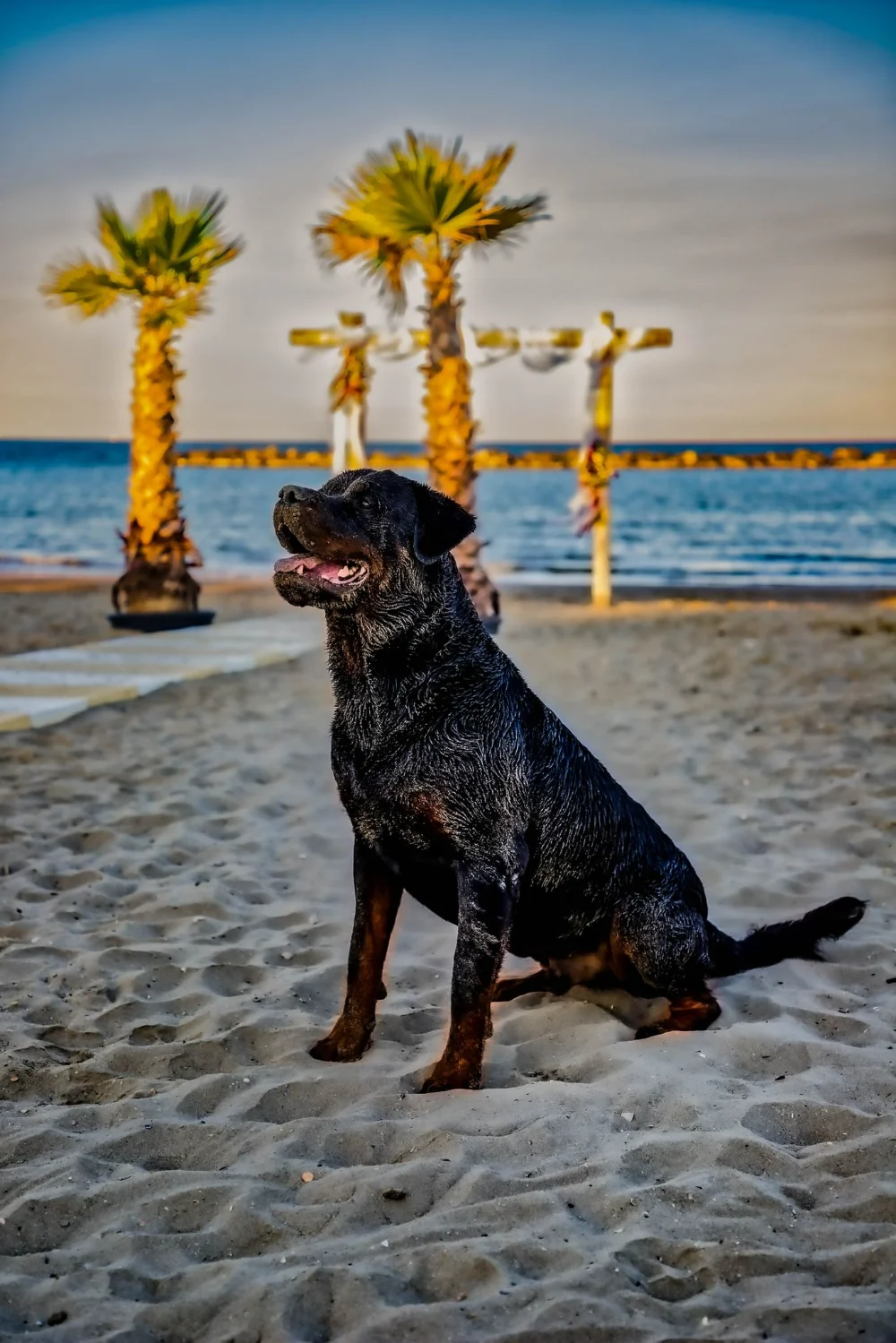 Giada Beach - Spiaggia Pet Friendly 2